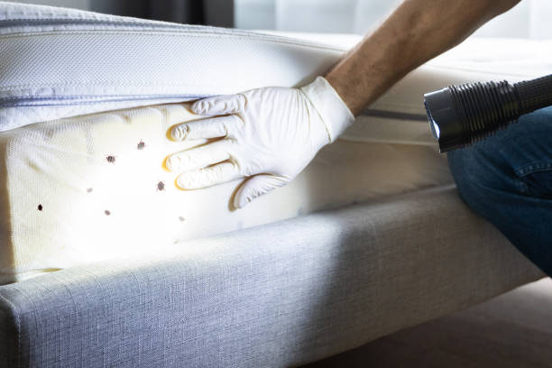 Best Mosquito Control Services  in Pageland, SC